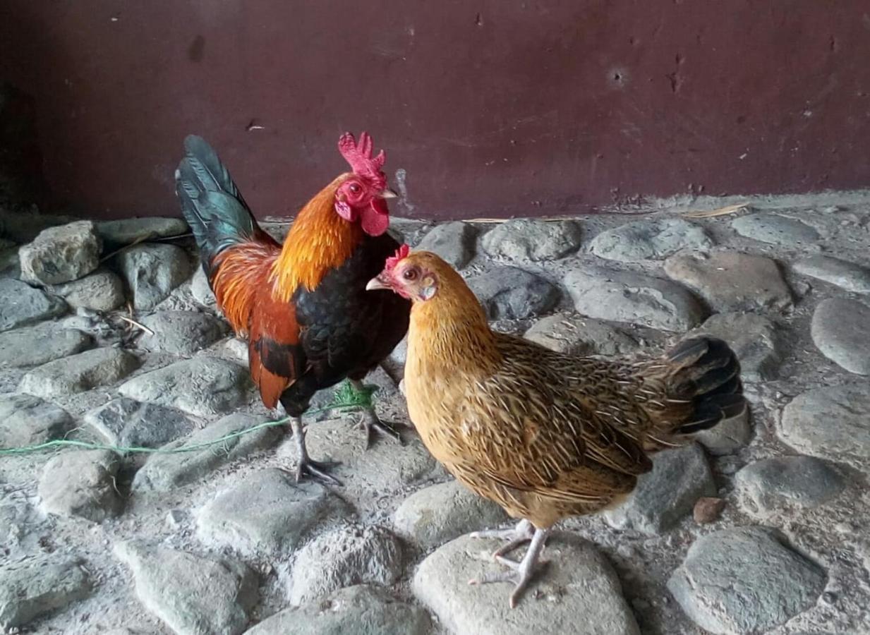Finca Turistica Santa Clara Vandrarhem Calarcá Exteriör bild