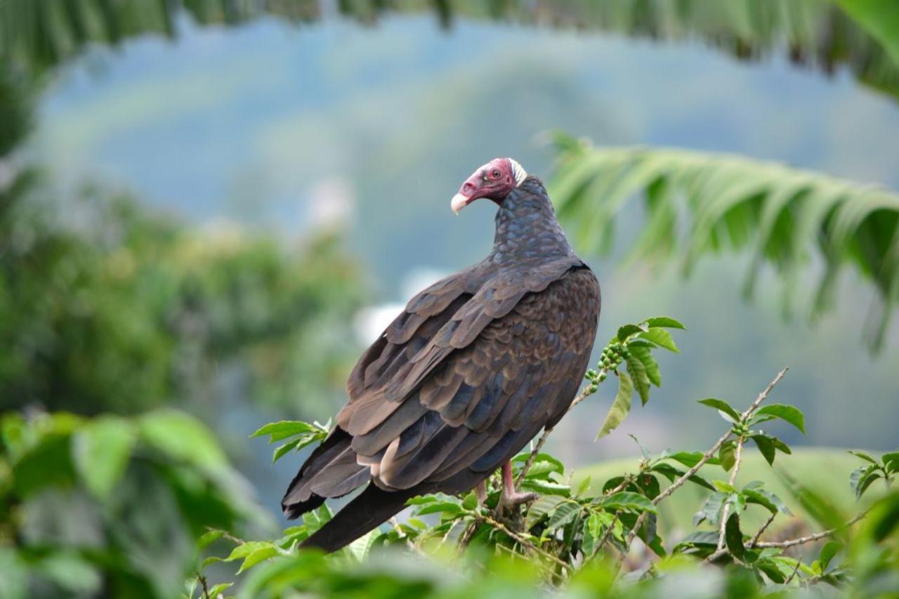 Finca Turistica Santa Clara Vandrarhem Calarcá Exteriör bild